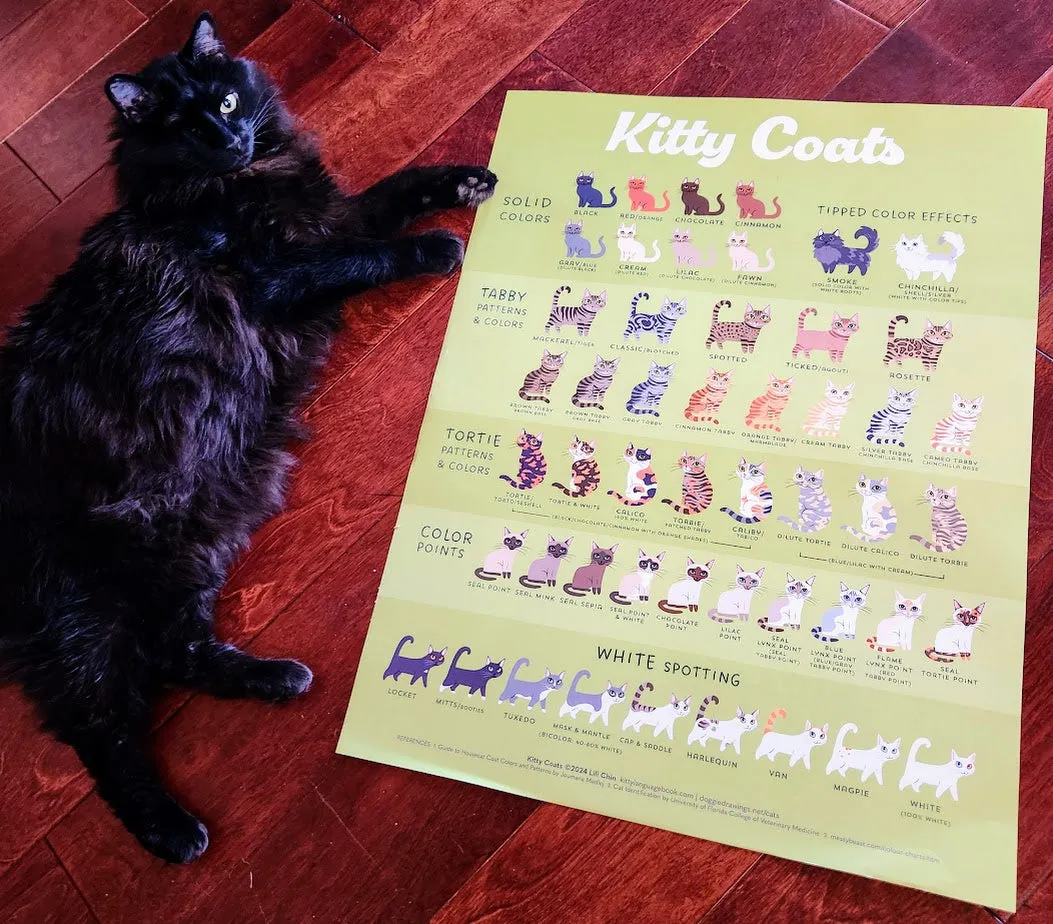 KITTY COATS Poster